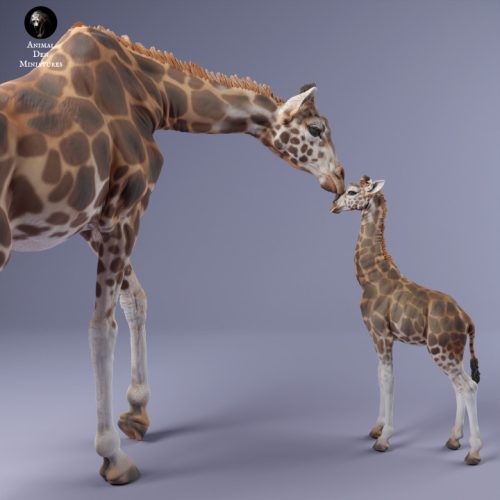 720x720 Giraffe Female And Calf 4