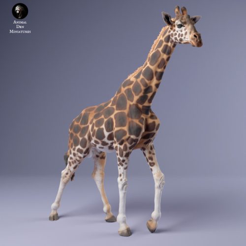 720x720 Giraffe Male Walk 3