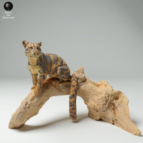 720x720 clouded leopard tree 4